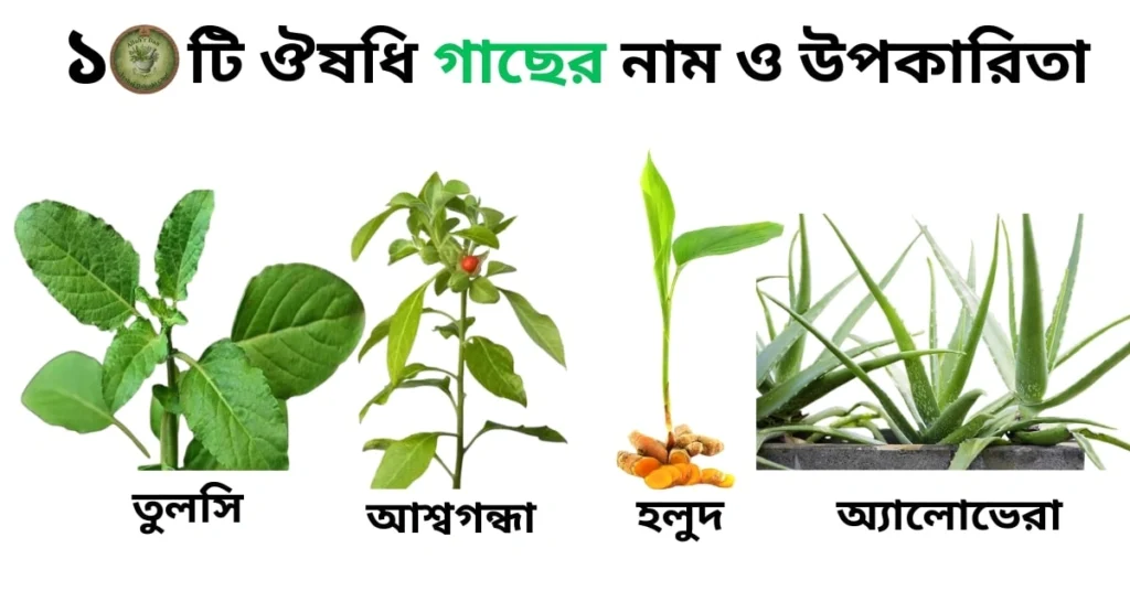 10 টি ঔষধি গাছের নাম ও উপকারিতা